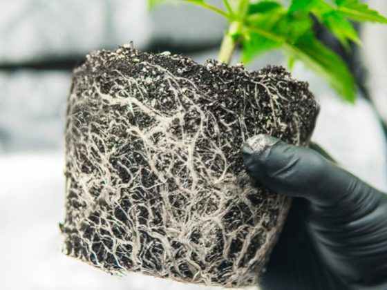 корен конопли