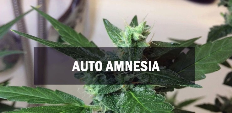 Auto Amnesia