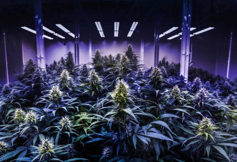 вегетация марихуаны