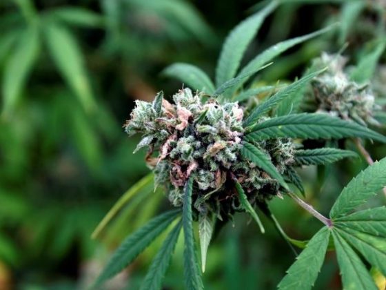 cannabis-elite