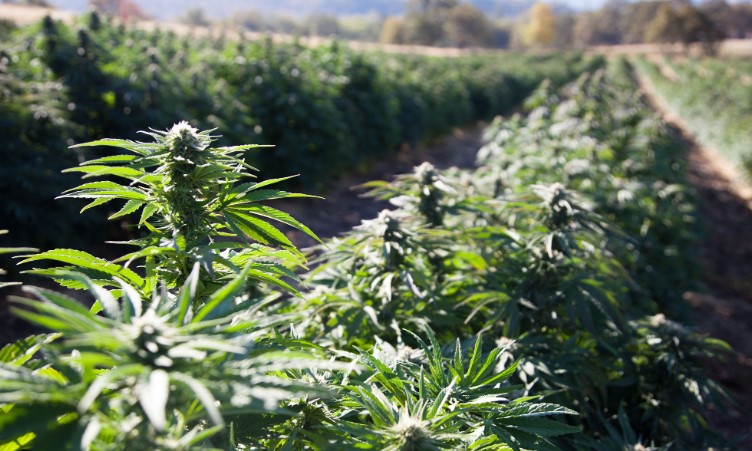 hemp