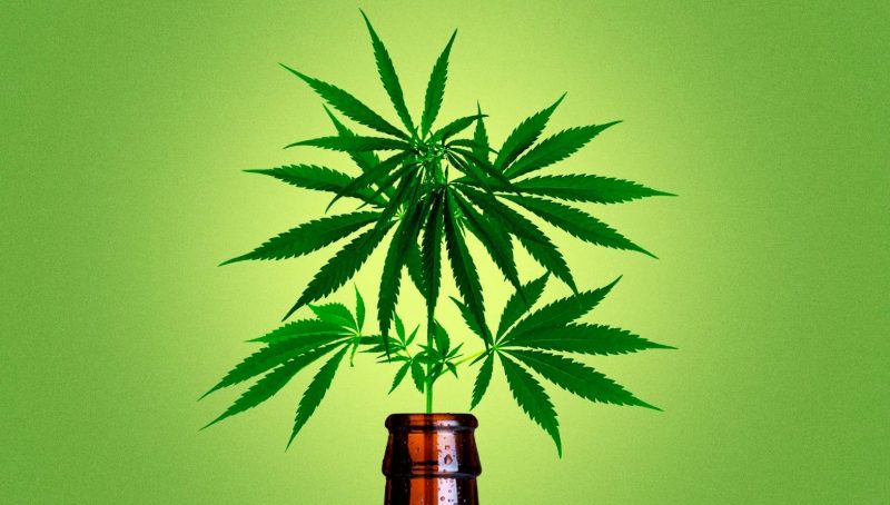 indoor cannabis