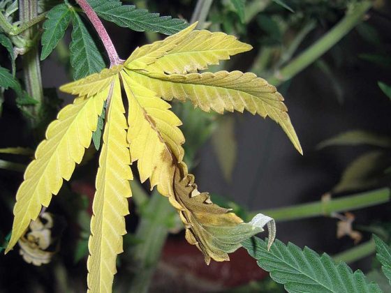 ожог у марихуаны