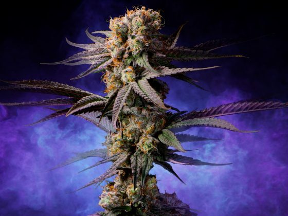 afghan-cannabis