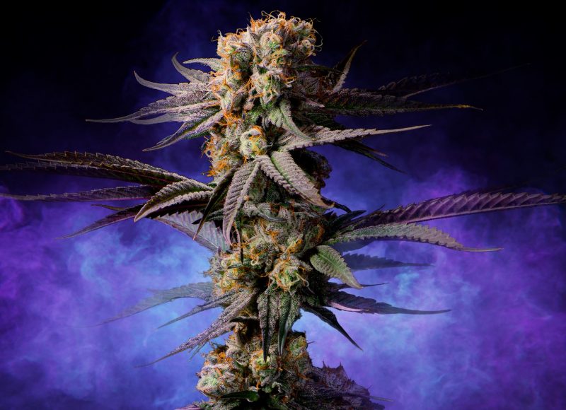 afghan-cannabis