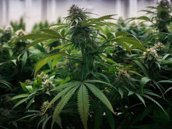 autoflower