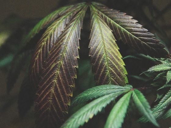 azot-cannabis