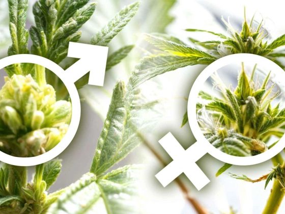 Hermaphrodite-Cannabis