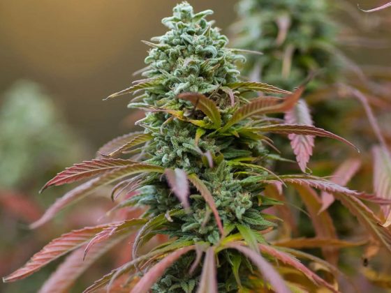 пыльца конопли