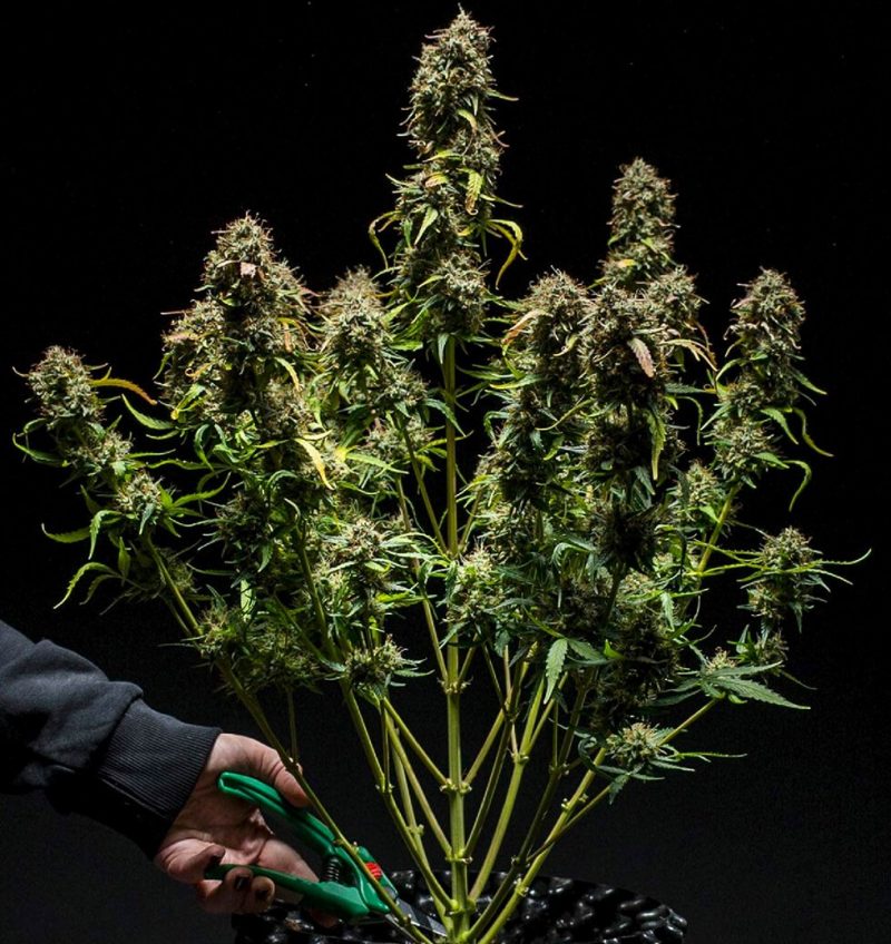 сушка конопли