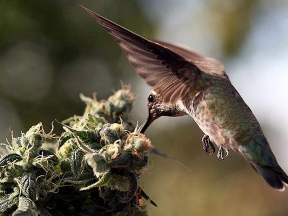 высокие сорта